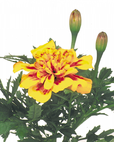 Тагетес патула Ф 9см, снимка 4 - Външни растения