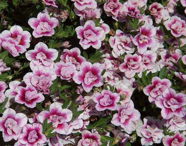 Calibrachoa_PinkTastic - Пролетни балконски цветя