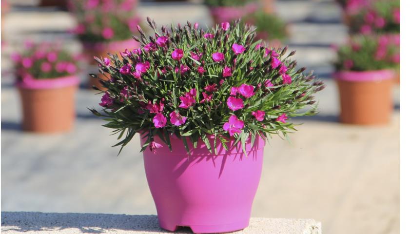 Диантус микс ф17см - Пролетни балконски цветя