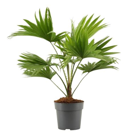 Ливистона ротундифолия ф12, Н35-40 см - Зеленолистни