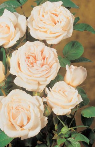 Катерлива роза 2л, микс - Външни растения