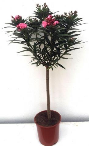 Олеандър Ф20 см Н80/100 - Средиземноморски растения