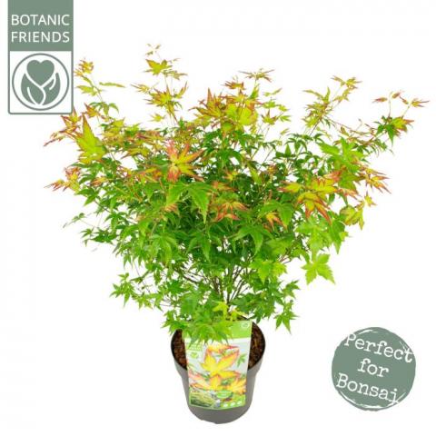 Японски клен Palmatum Little Princess ф19 см H55 см - Листопадни храсти и дървета