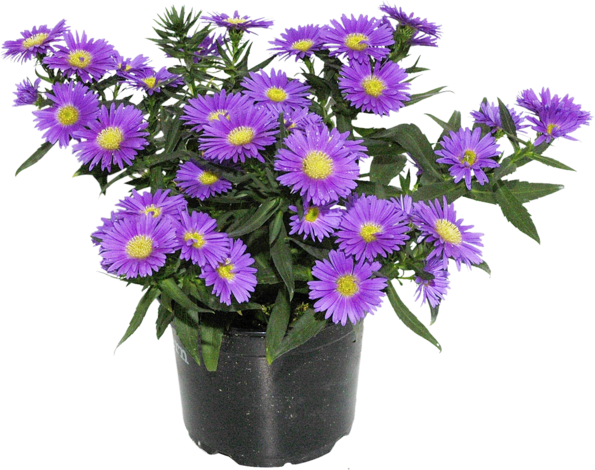 Димитровче 12 см - Есенни балконски