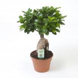 Фикус microcarpa Ginseng ф17/Н50 см