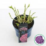 Хортенция Роялти Рози ф17 см Н30 см