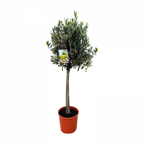 Маслиново дърво ф21 см H100 см - Средиземноморски растения