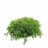 Грахов лъжекипарис