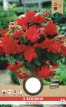 Луковици PURE Бегония Pendula red, 3бр