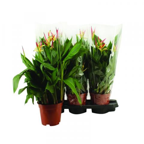 Хеликония Hawai Ф17см/Н80см - Цъфтящи