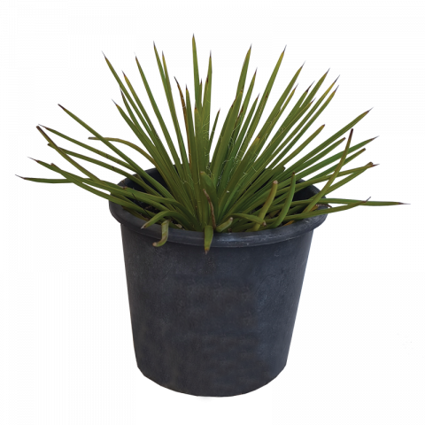 Столетник агаве 4 л - Средиземноморски растения