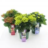 Хортензия Magical Collection Ф20см, H35см