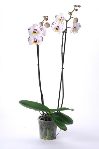 Орхидея Фаленопсис ф12/ Н: 40-50 см, снимка 2 - Орхидеи