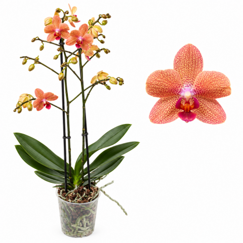 Орхидея Multiflora ф12 см H39 см, снимка 2 - Орхидеи