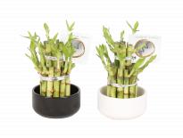 Драцена Lucky Bamboo  ф8/H15-30см, в керамична саксия