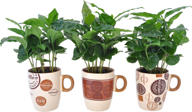 Растение кафе в чаша - Зеленолистни