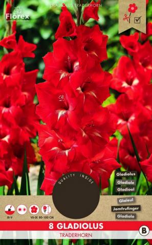 Луковици PURE Гладиола Traderhorn - Външни растения