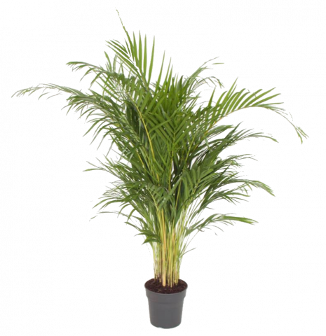 Дипсис Lutescens ф21, H120 см - Големи растения