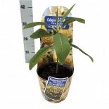 Хартиен храст Edgeworthia Ф17см, H25см