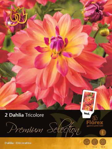 Луковици Premium Далия Tricolore - Външни растения