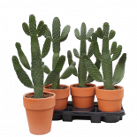 Кактус Opuntia Consolea ф18 см H65 см