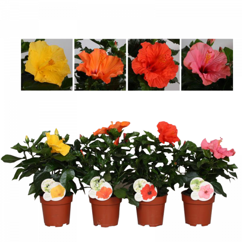 Хибискус Fiori Grande Ф13см - Листопадни храсти и дървета