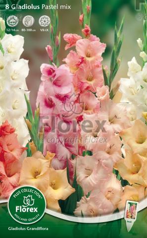 Луковици PLUS Гладиола Pastel mixed - Гладиоли