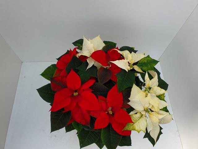 Коледна звезда Ф25см, снимка 2 - Външни растения