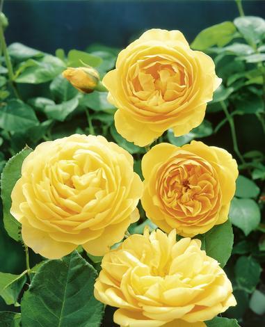 Английска роза С5.5 л. - Рози