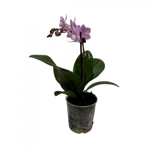 Орхидея Фаленопсис микс ф9, Н25-45, 6+, снимка 2 - Орхидеи