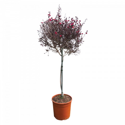 Лептосперум 5 л дърво - Листопадни храсти и дървета