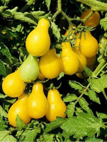 Чери-жълто - Зеленчуци и подправки