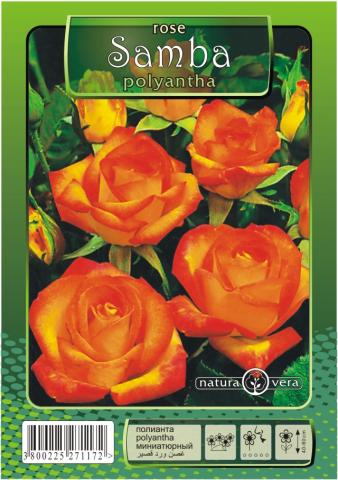 Хибрид Чаена роза 80-120см., микс, снимка 6 - Външни растения