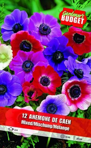 Anemone The Caen 3/4-  BG-866H_0022 - Миксове