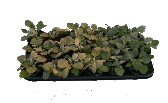 Сенецио Маритима ф9см - Многогодишни перенни растения
