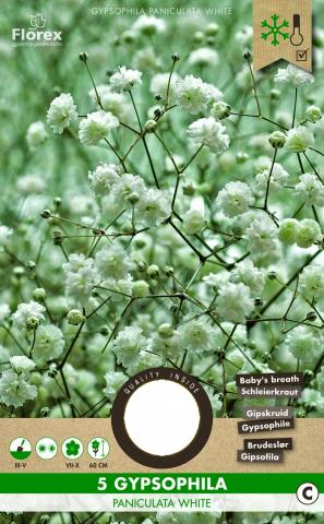 Луковици PLUS Гипсофила paniculata бяла, 5бр - Специалитети