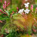 Жасмин Passion Dark Pink ф17 см H40см