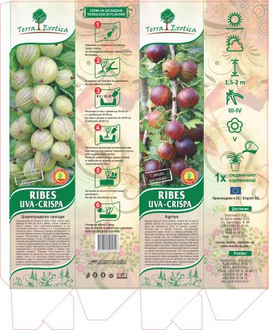 Цариградско грозде (Рибес Уве Криспа) пакетиран корен - Овошки и плодни храсти