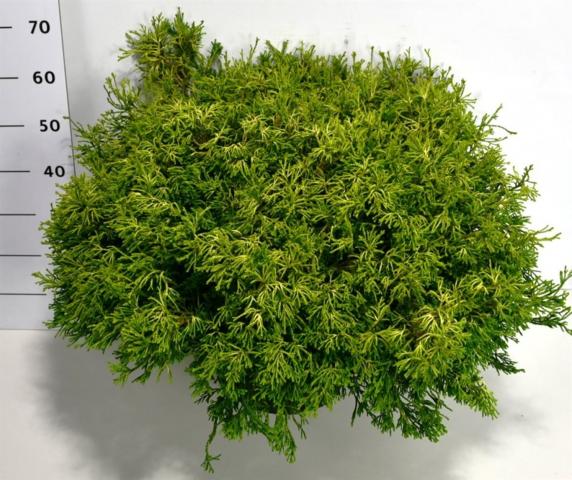 Лъжекипарис Gitte 25 л H80-90 см, снимка 2 - Иглолистни храсти и дървета