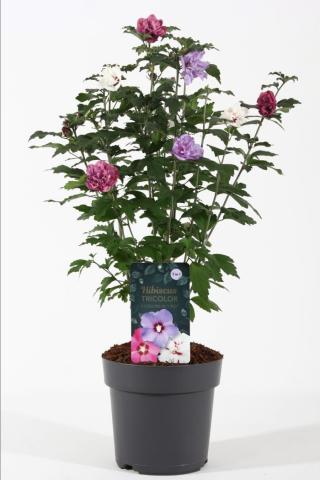 Хибискус Siryacus tricolor  ф21 см H55 см - Листопадни храсти и дървета