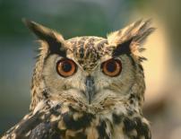 Картина Mysterious Owl 50x65 см