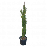 Купресус Semprevirens Totem 3 л 1.50 - 1.75 cm