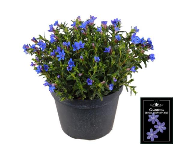 Литодора Heavenly Blue Ф15см, H25см - Многогодишни перенни растения