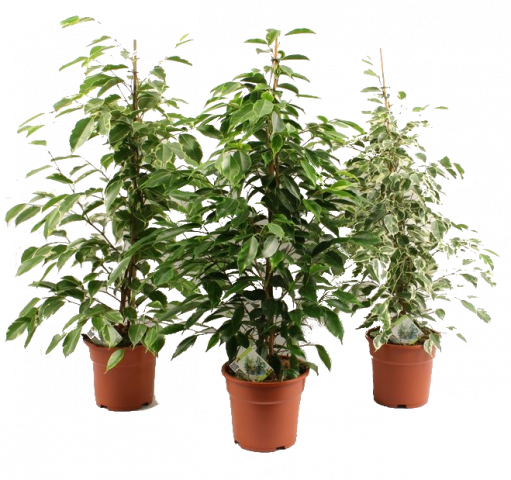 Фикус Бенджамин ф21, Н100-105 см, микс - Големи растения