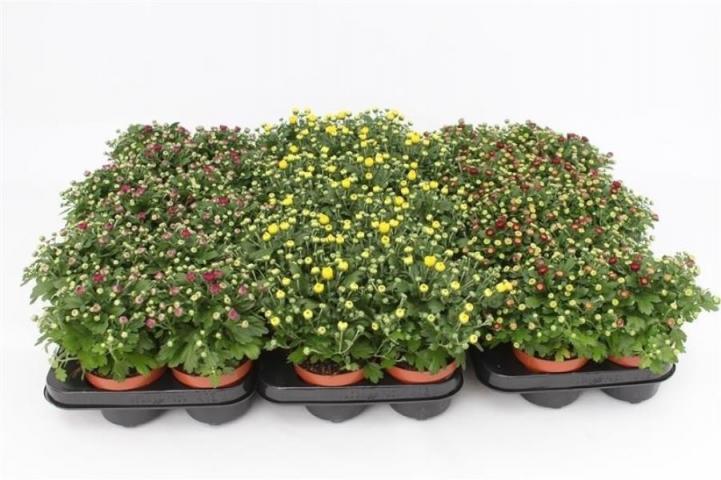 Хризантема Garden Mums ф10.5, 10-15см, микс цвет. - Есенни балконски