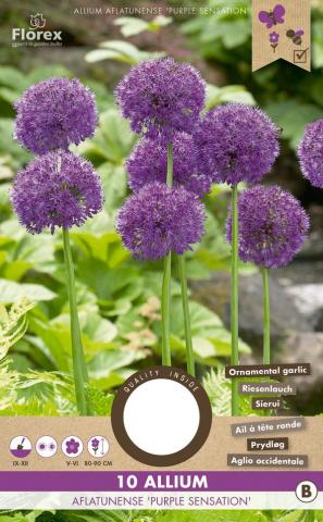 Луковици PC Алиум Purple Sensation 10/12, 10бр - Специалитети