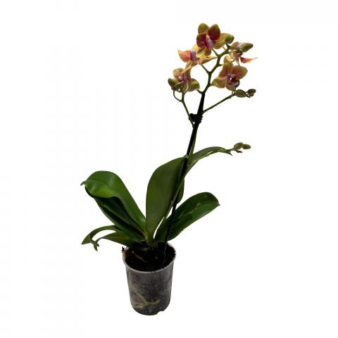 Орхидея Фаленопсис микс ф9, Н25-45, 6+, снимка 3 - Орхидеи