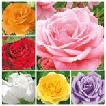 Рози С3 л Н20-25 см различни видове