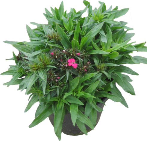 Карамфил  barbatus Mix P 19 - Многогодишни перенни растения