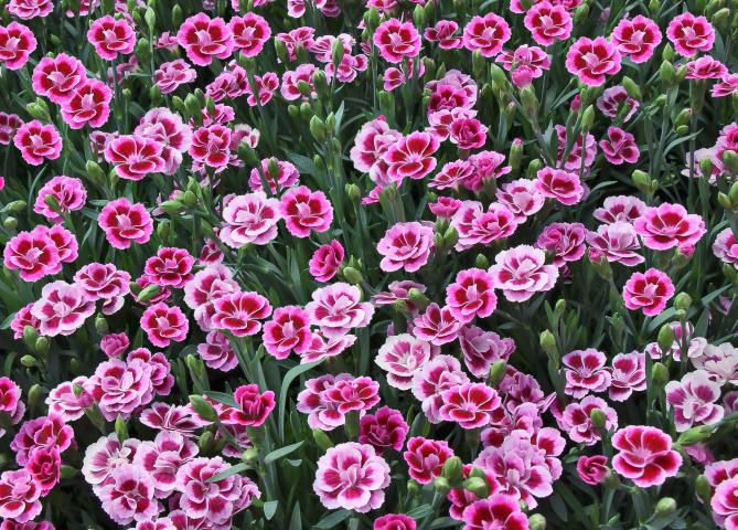 PinkKisses_Blueten - Пролетни балконски цветя